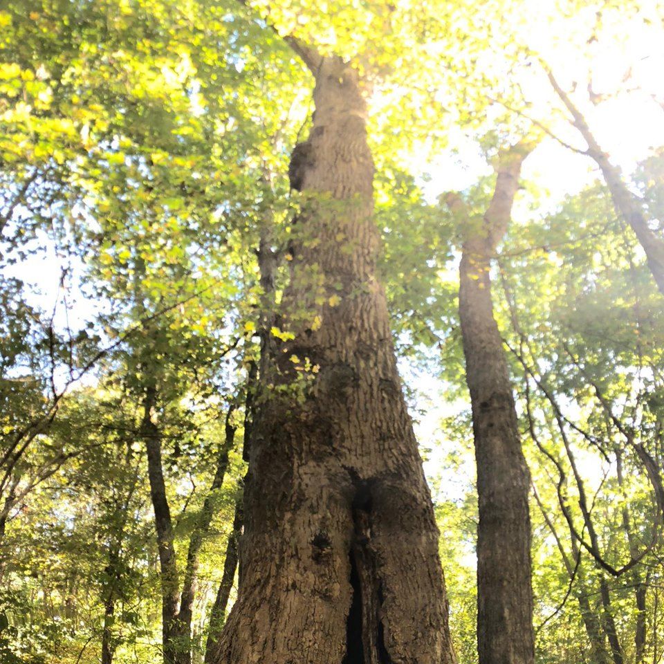 Champion Tree photo Champion Tree photo