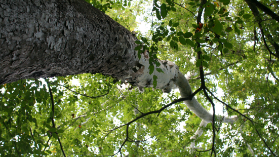 photo looking sideways up a tree trunk to the green leafy canopy with sky peeking through the leaves photo looking sideways up a tree trunk to the green leafy canopy with sky peeking through the leaves