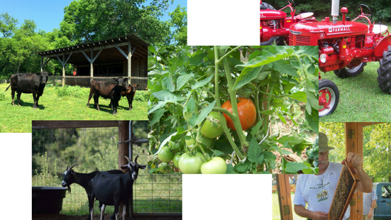 a collage of photos including cows, goats, tomatoes on the vine, a tractor, and a beekeeping demonstration a collage of photos including cows, goats, tomatoes on the vine, a tractor, and a beekeeping demonstration