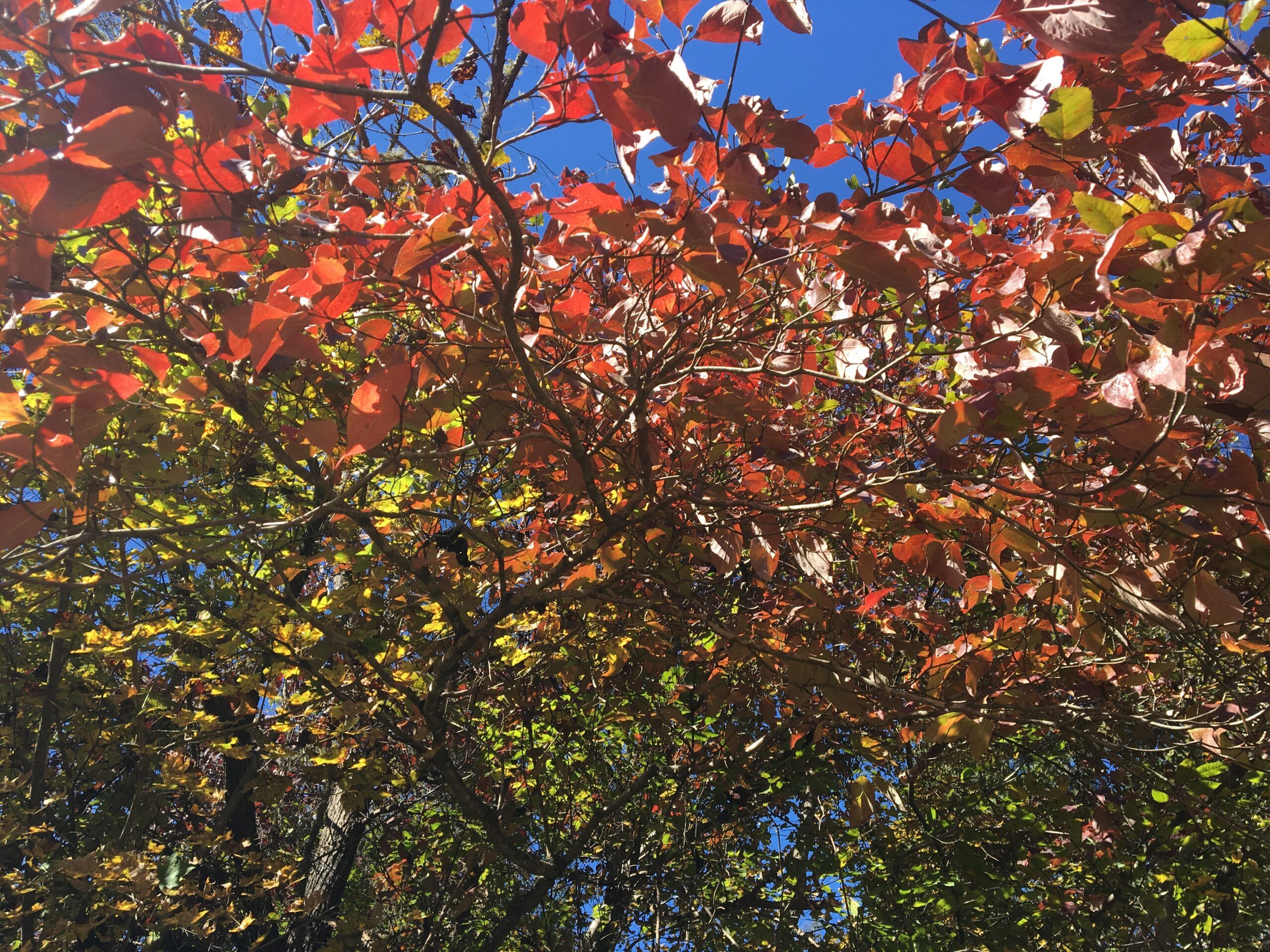 Red leaves Red leaves