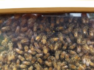 photo of a honeybee hive