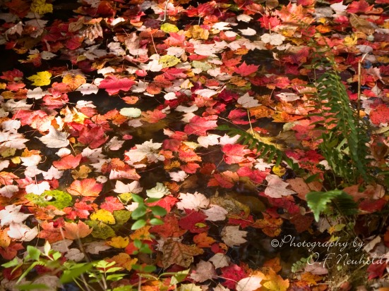 photo of fall leaves floating on pond