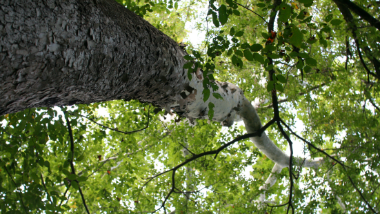 photo looking sideways up a tree trunk to the green leafy canopy with sky peeking through the leaves