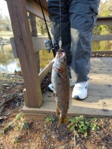 rainbow trout on fishing line