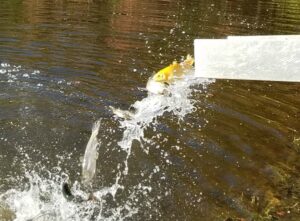 photo of golden rainbow trout coming out of delivery chute