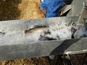 photo of trout in the water chute during delivery to the pond