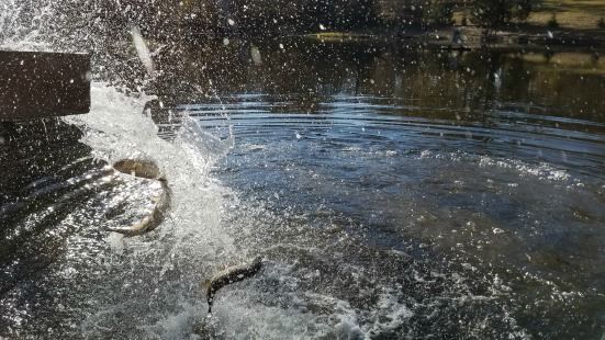 photo of trout being put into pond from truck via water chute