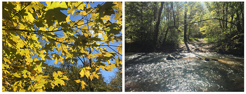Fallleaves