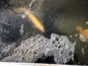 Trout at Cedarock Park