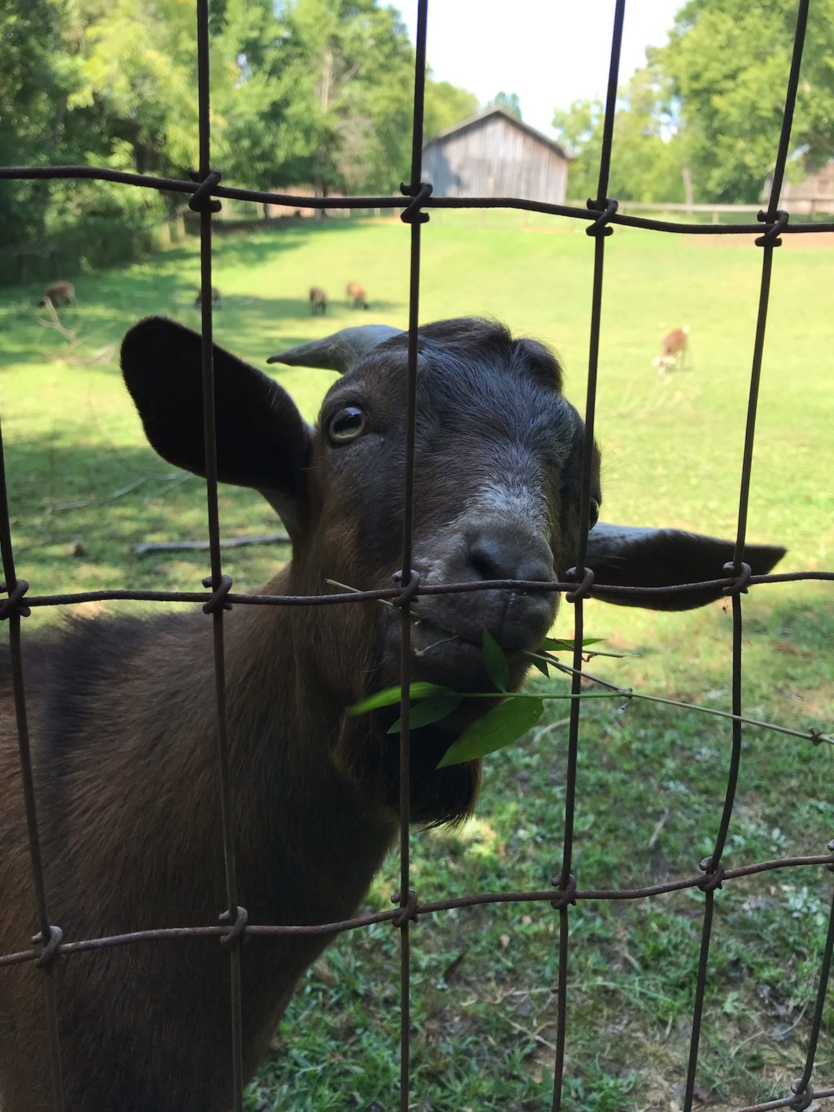 Goat at Cedarock Historical Farm