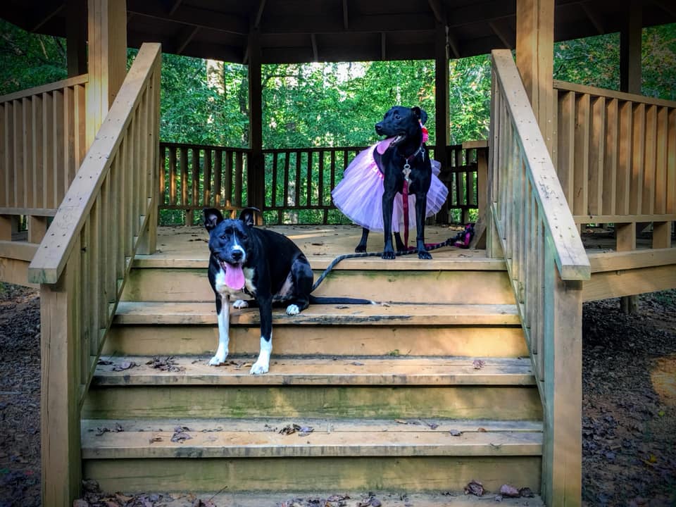 Dogs at Cedarock Park