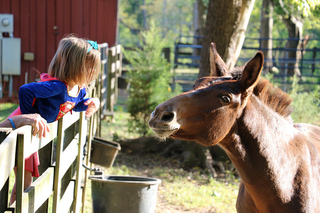 Young girl with mule