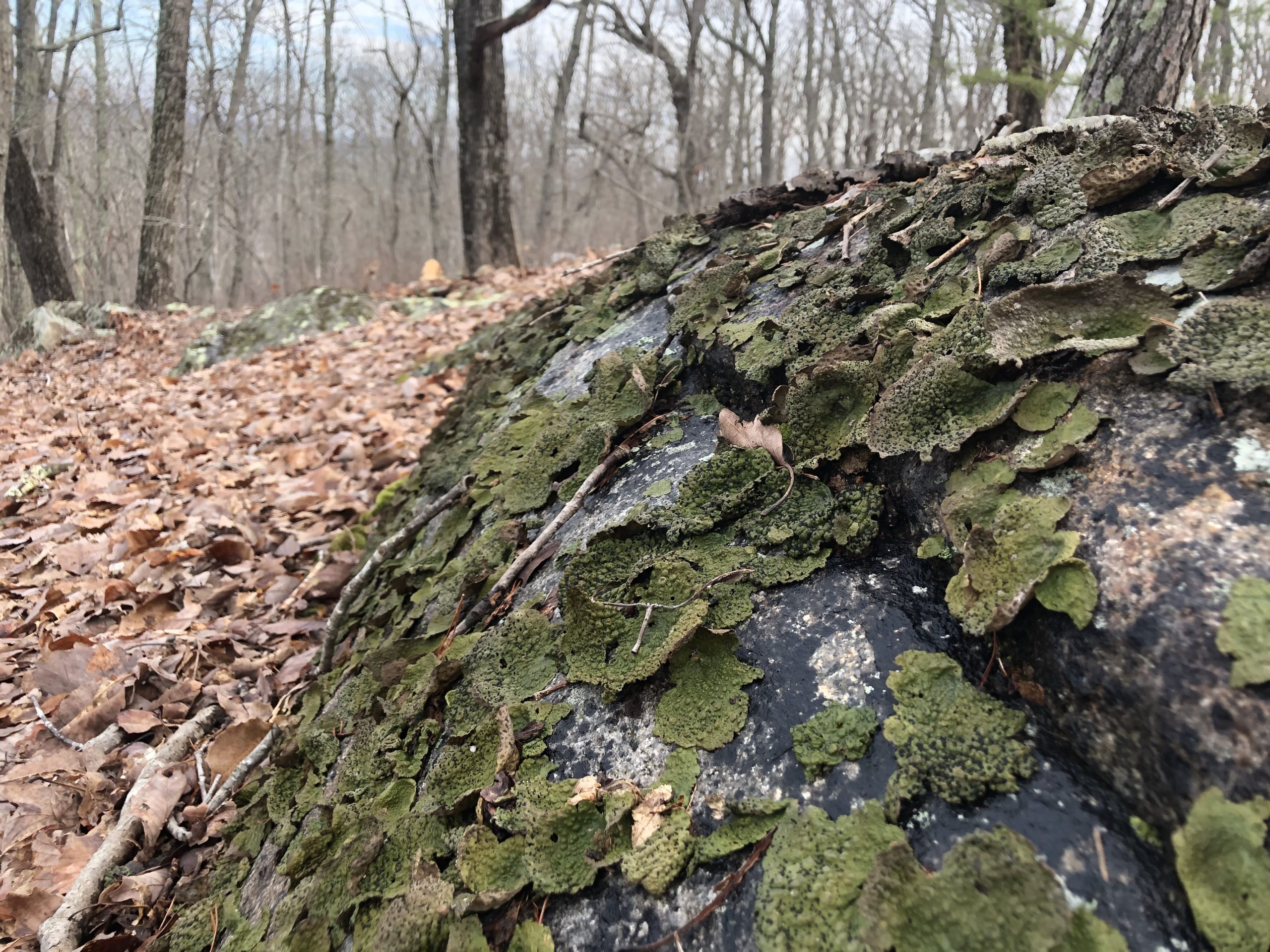 Interesting rock at Cane Creek Mountains Natural Area