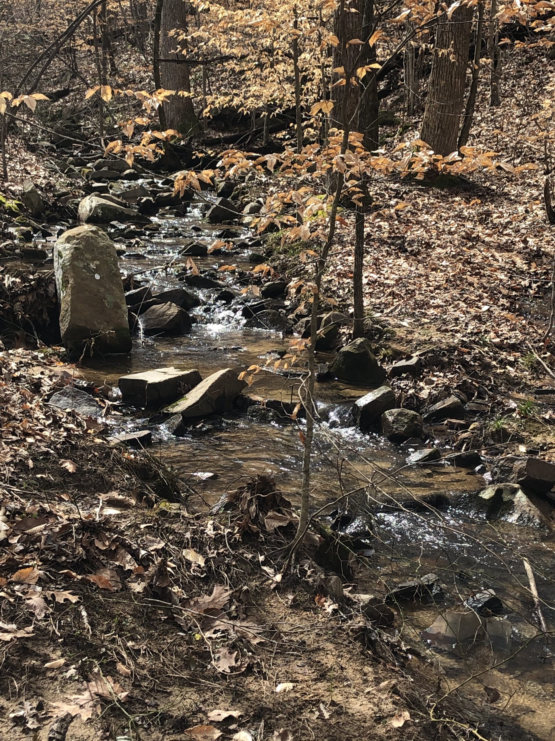 Stream in Winter at Cane Creek Mountains Natural Area