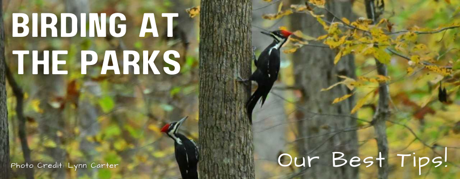 Winter Birding Graphic